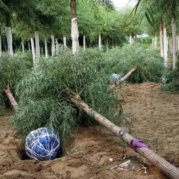 8公分馒头柳产地直销价格优惠质量保证包你满意