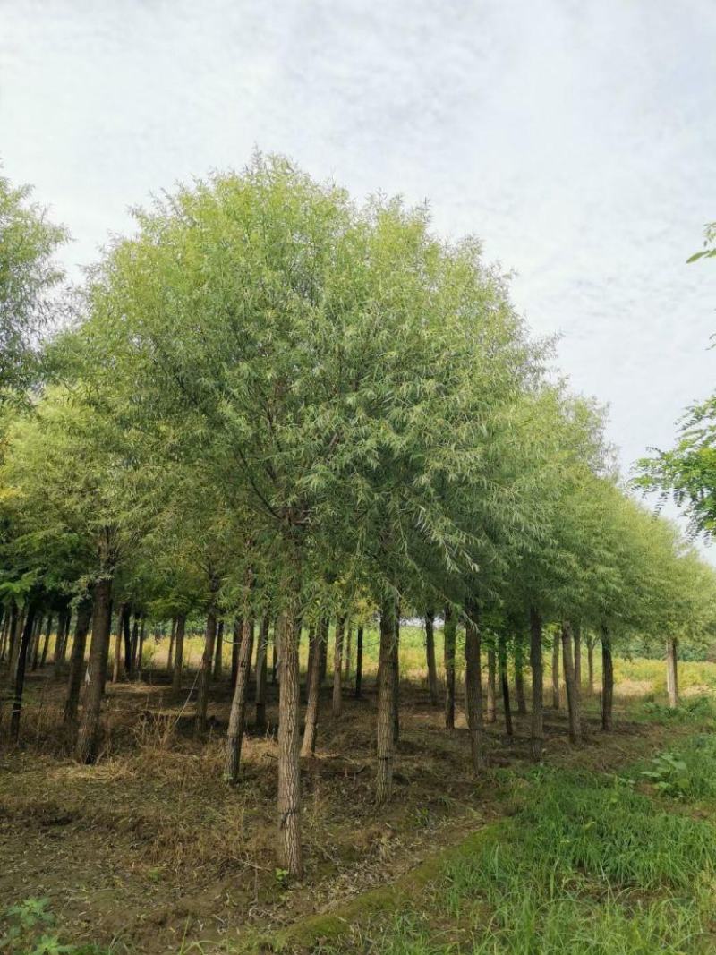 10公分馒头柳自家苗圃质优价廉现挖现卖包你满意