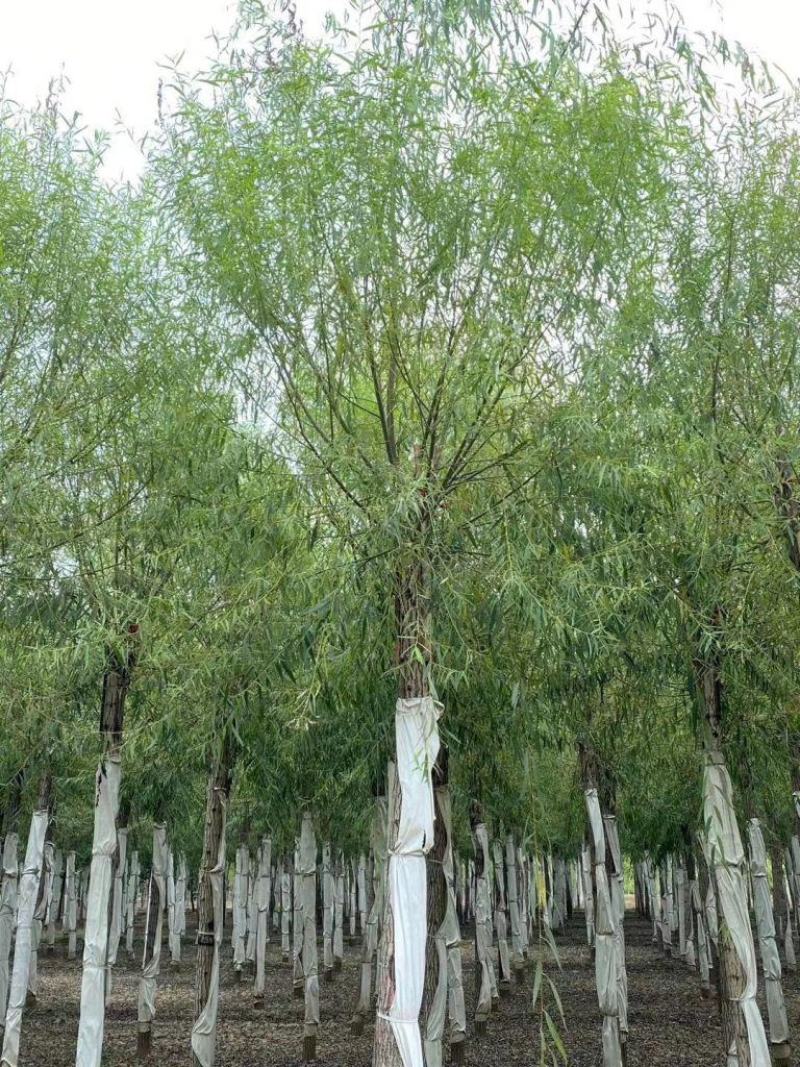 10公分馒头柳自家苗圃质优价廉现挖现卖包你满意