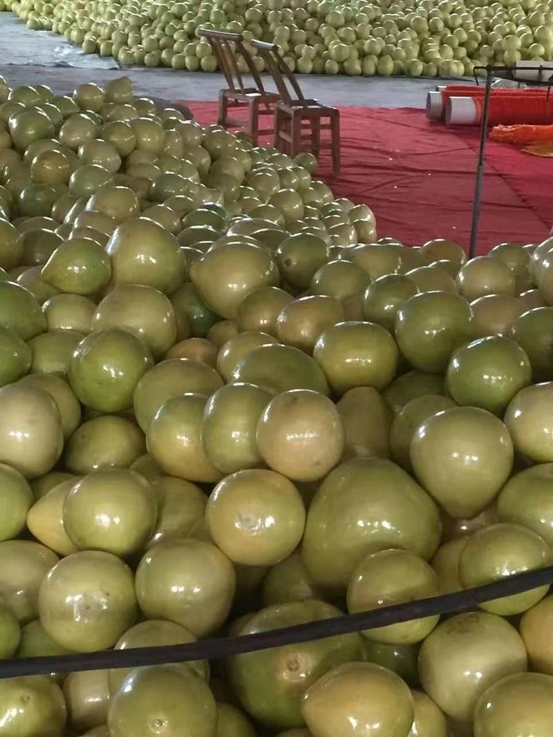 严选蜜柚红心柚品种齐全质量水份好电商市场果大量供
