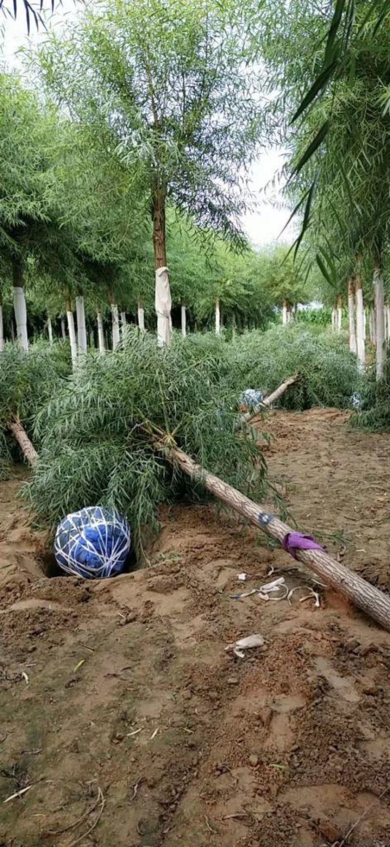 12公分馒头柳产地直销价格优惠质量保证包你满意
