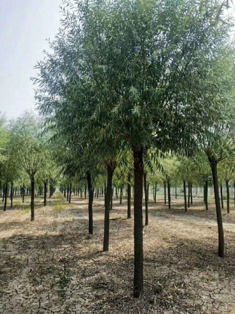 13公分馒头柳自家苗圃种植质优价廉现挖现卖规格齐全