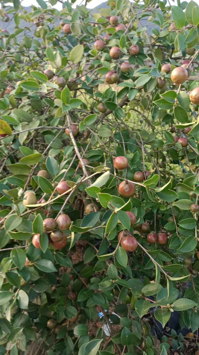 江西长林高产嫁接油茶苗茶籽树苗裸根苗杯苗皮溥果多出油率高