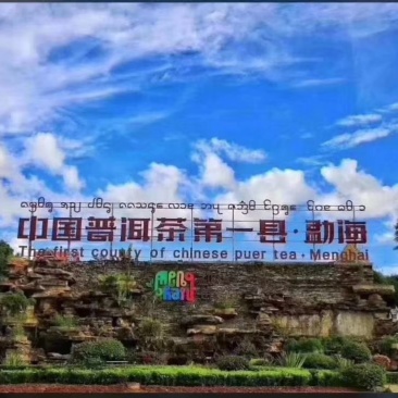 勐海县布朗山茶农直销大树茶、小树茶。“中秋福利”优惠啦