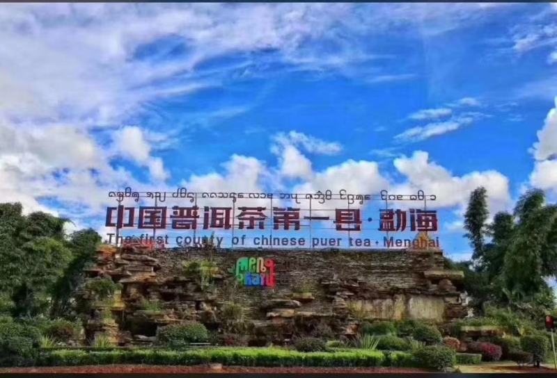 勐海县布朗山茶农直销大树茶、小树茶。“中秋福利”优惠啦