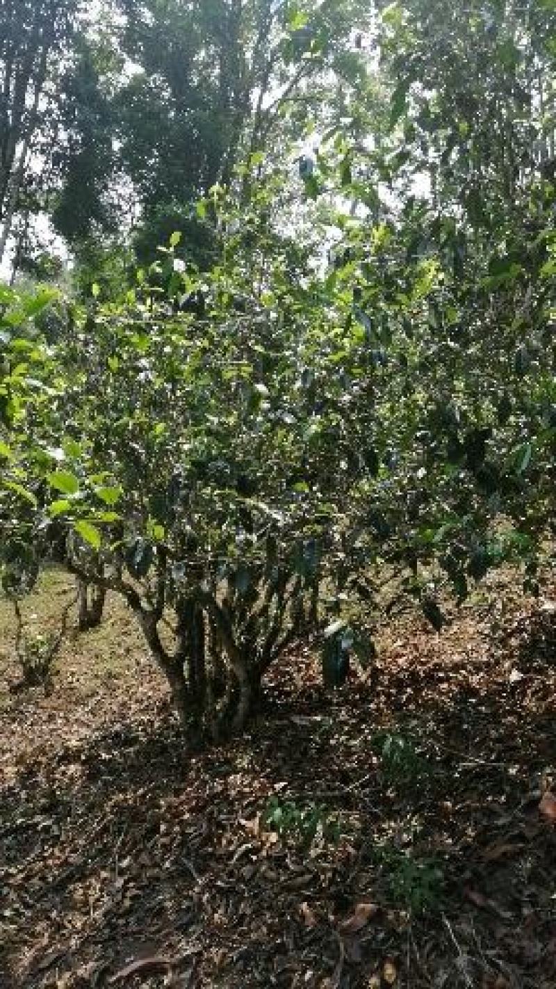 勐海县布朗山茶农直销大树茶、小树茶。“中秋福利”优惠啦