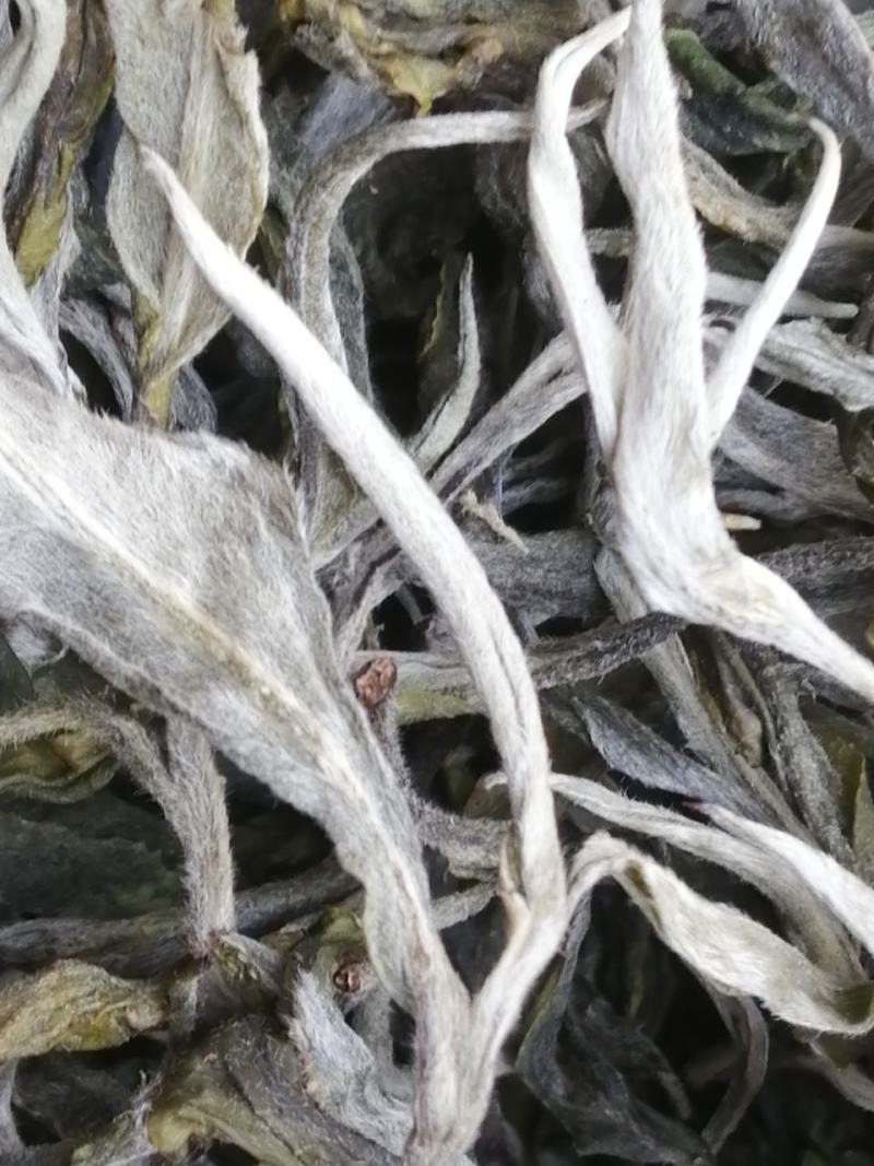 勐海县布朗山茶农直销大树茶、小树茶。“中秋福利”优惠啦