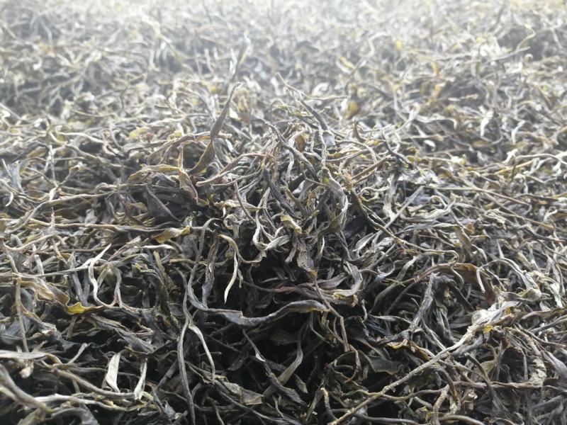 勐海县布朗山茶农直销大树茶、小树茶。“中秋福利”优惠啦
