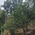 勐海县布朗山茶农直销大树茶、小树茶。“中秋福利”优惠啦