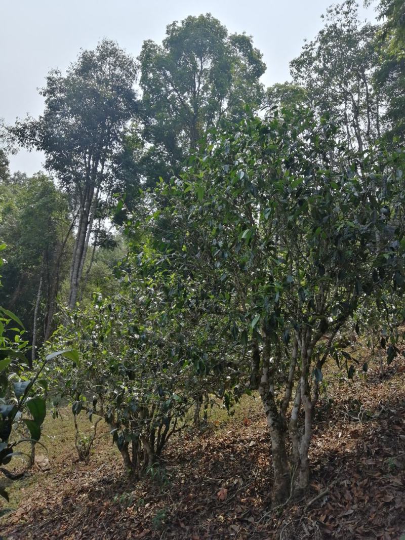 勐海县布朗山茶农直销大树茶、小树茶。“中秋福利”优惠啦