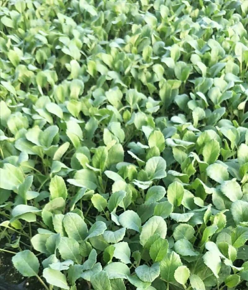 菜花苗青梗有机花菜苗80天85天90天小米粒松花菜种苗