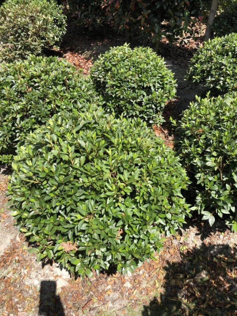 基地直销各规格精品春娟球，量大从优，欢迎选购