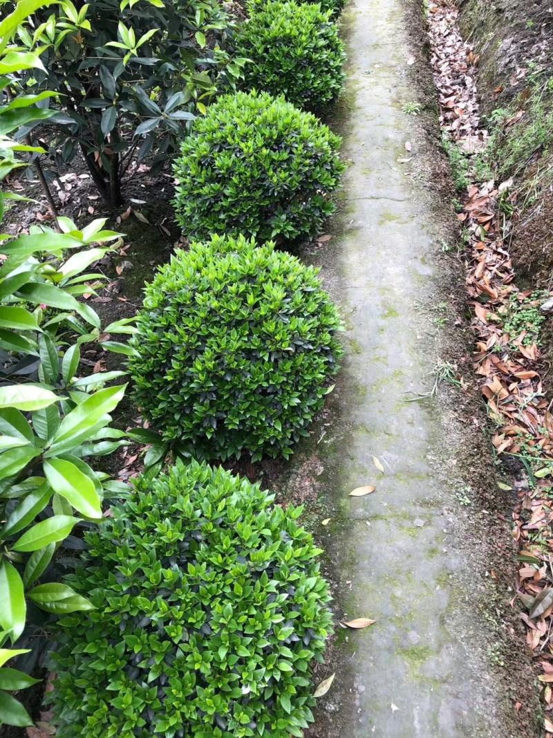 基地直销各规格精品春娟球，量大从优，欢迎选购
