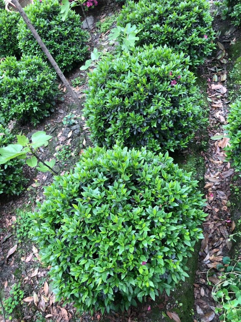 基地直销各规格精品春娟球，量大从优，欢迎选购