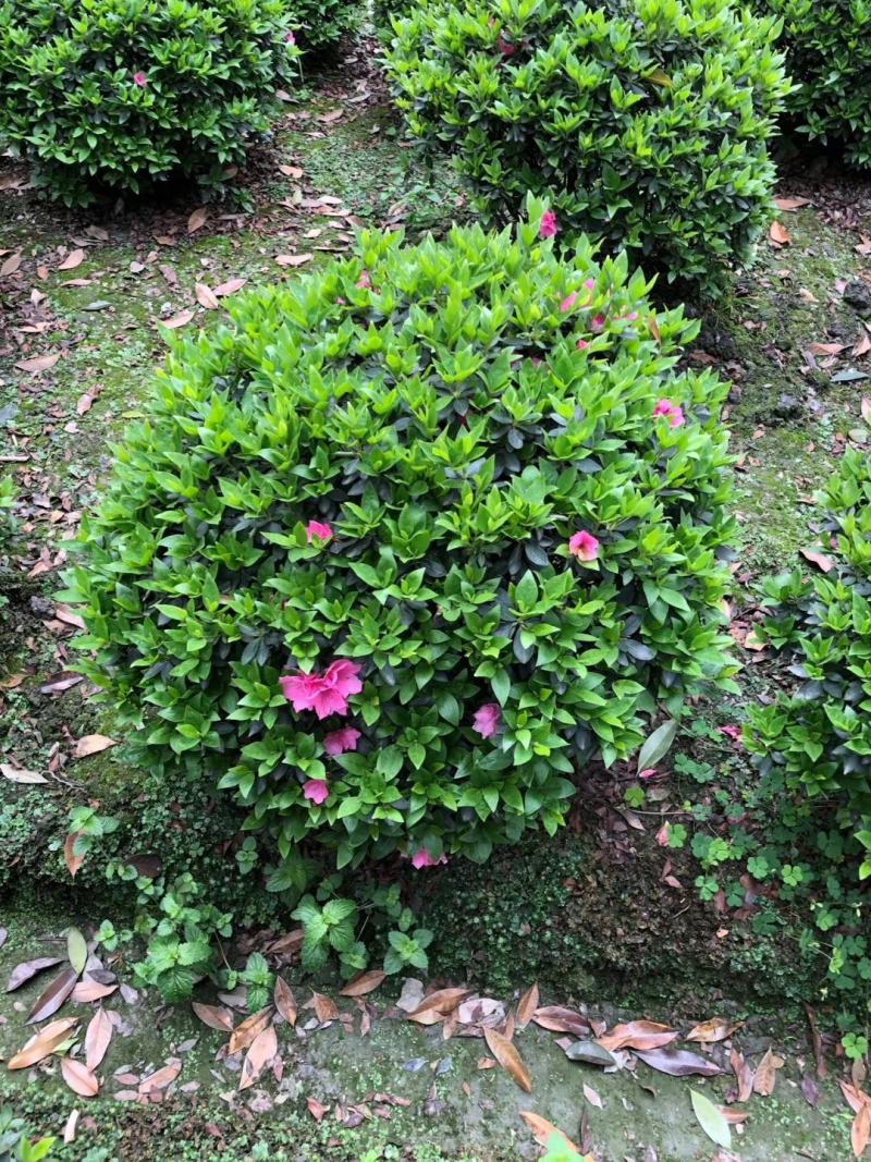 基地直销各规格精品春娟球，量大从优，欢迎选购