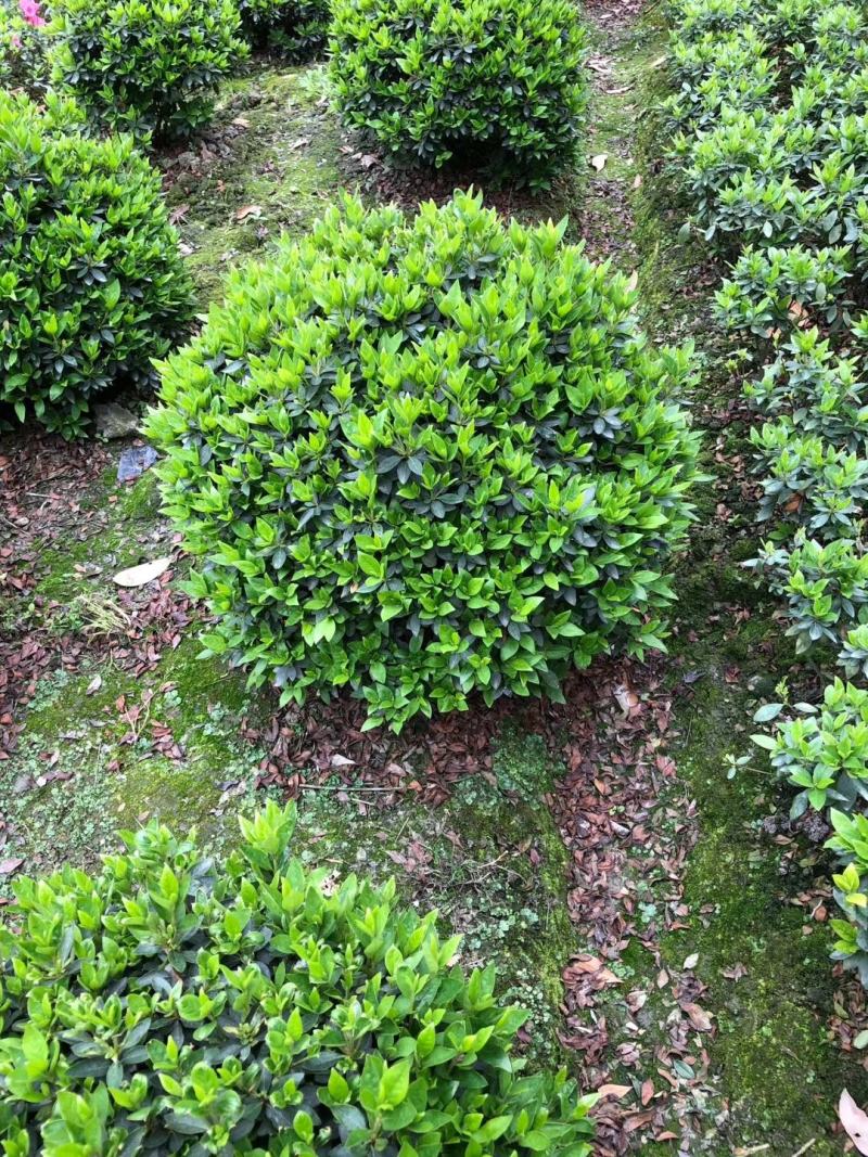 基地直销各规格精品春娟球，量大从优，欢迎选购
