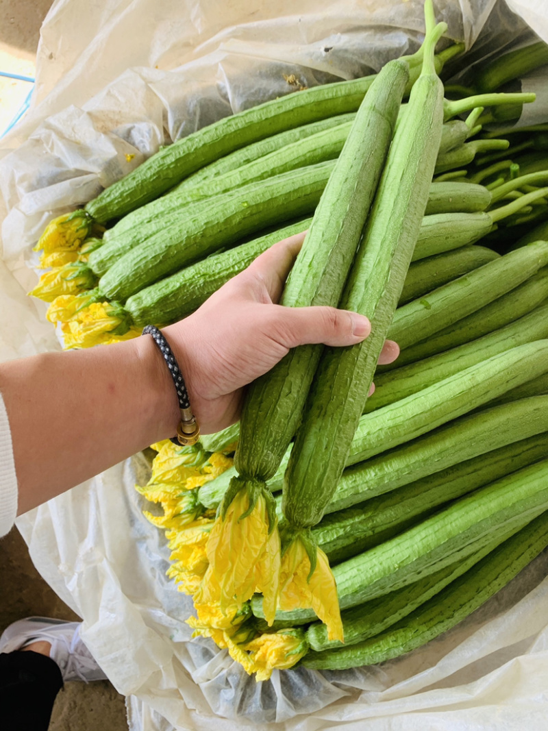 丝瓜现货供应量大欢迎老板咨询