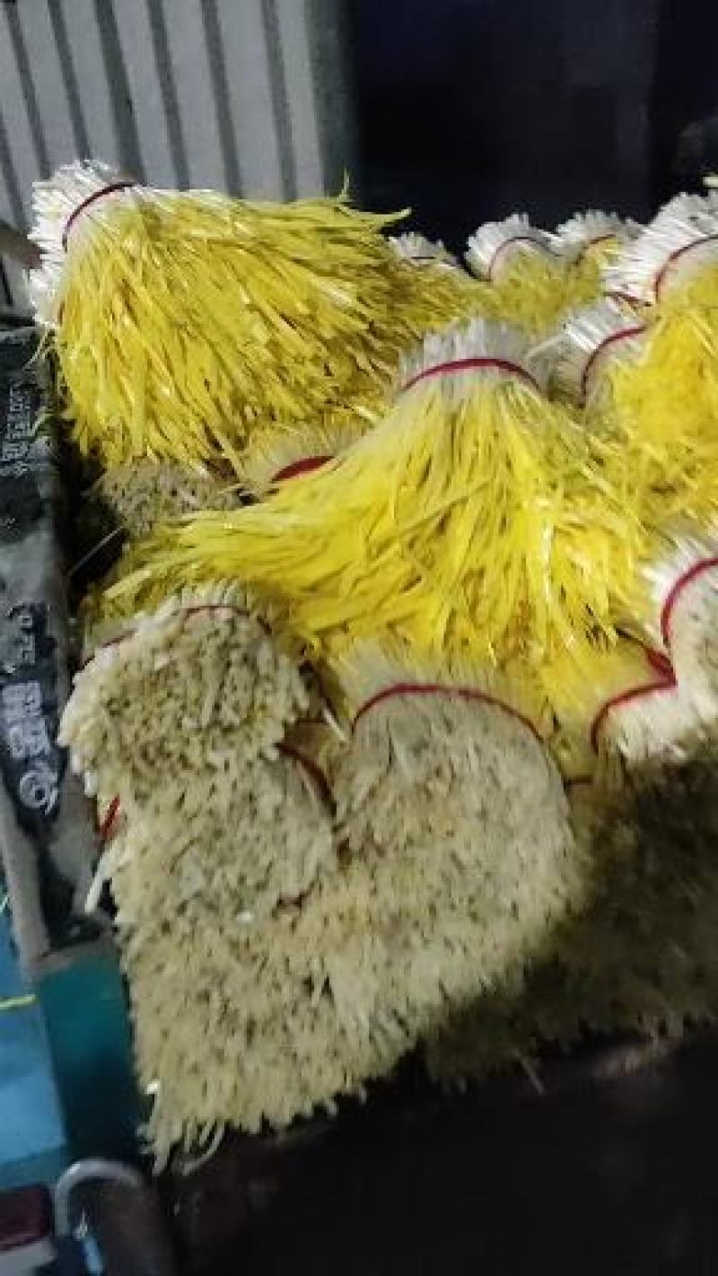精品韭黄头茬20~30公分，现已上市