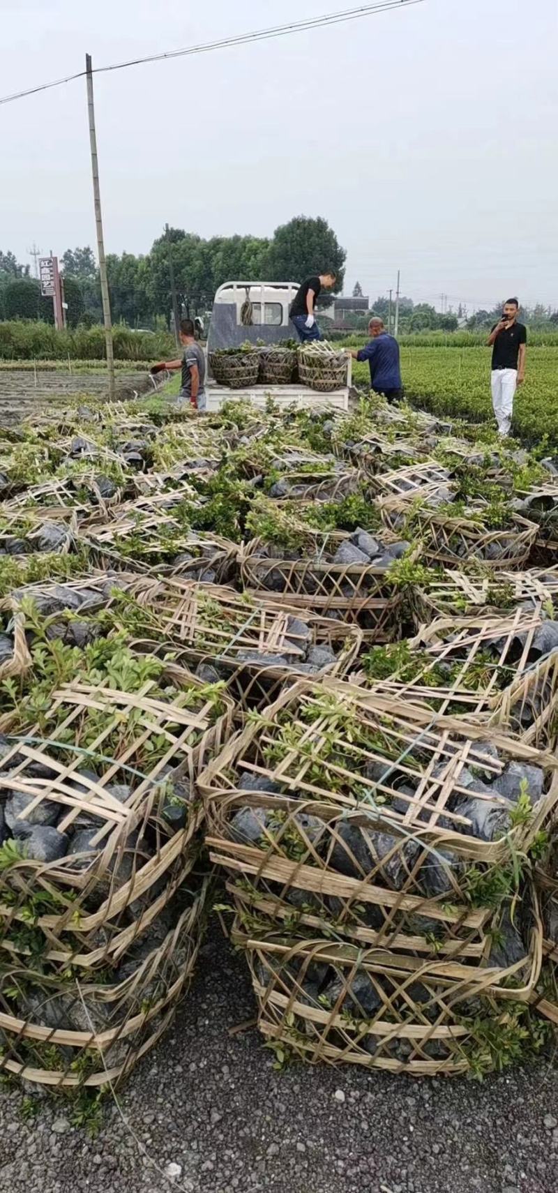苗圃直供各规格精品春娟小苗，量大从优，欢迎选购