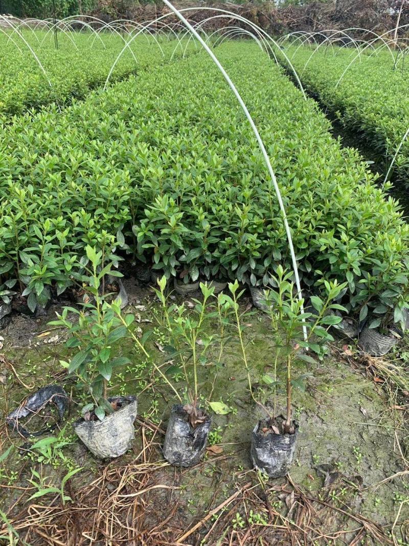 苗圃直供各规格精品春娟小苗，量大从优，欢迎选购