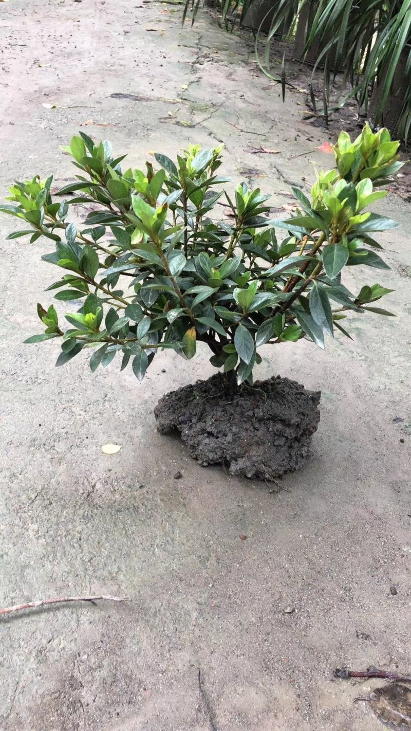 苗圃直供各规格精品春娟小苗，量大从优，欢迎选购