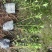 苗圃直供各规格精品春娟小苗，量大从优，欢迎选购