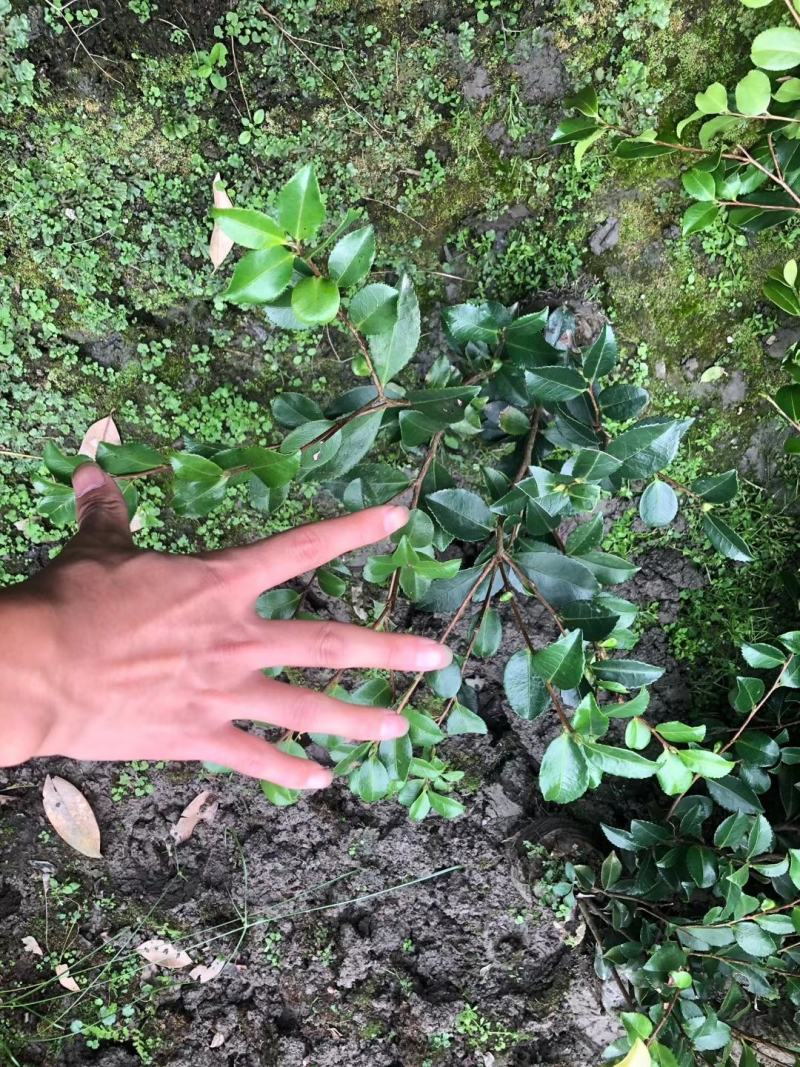 苗圃直销各规格精品茶梅，量大从优，欢迎选购