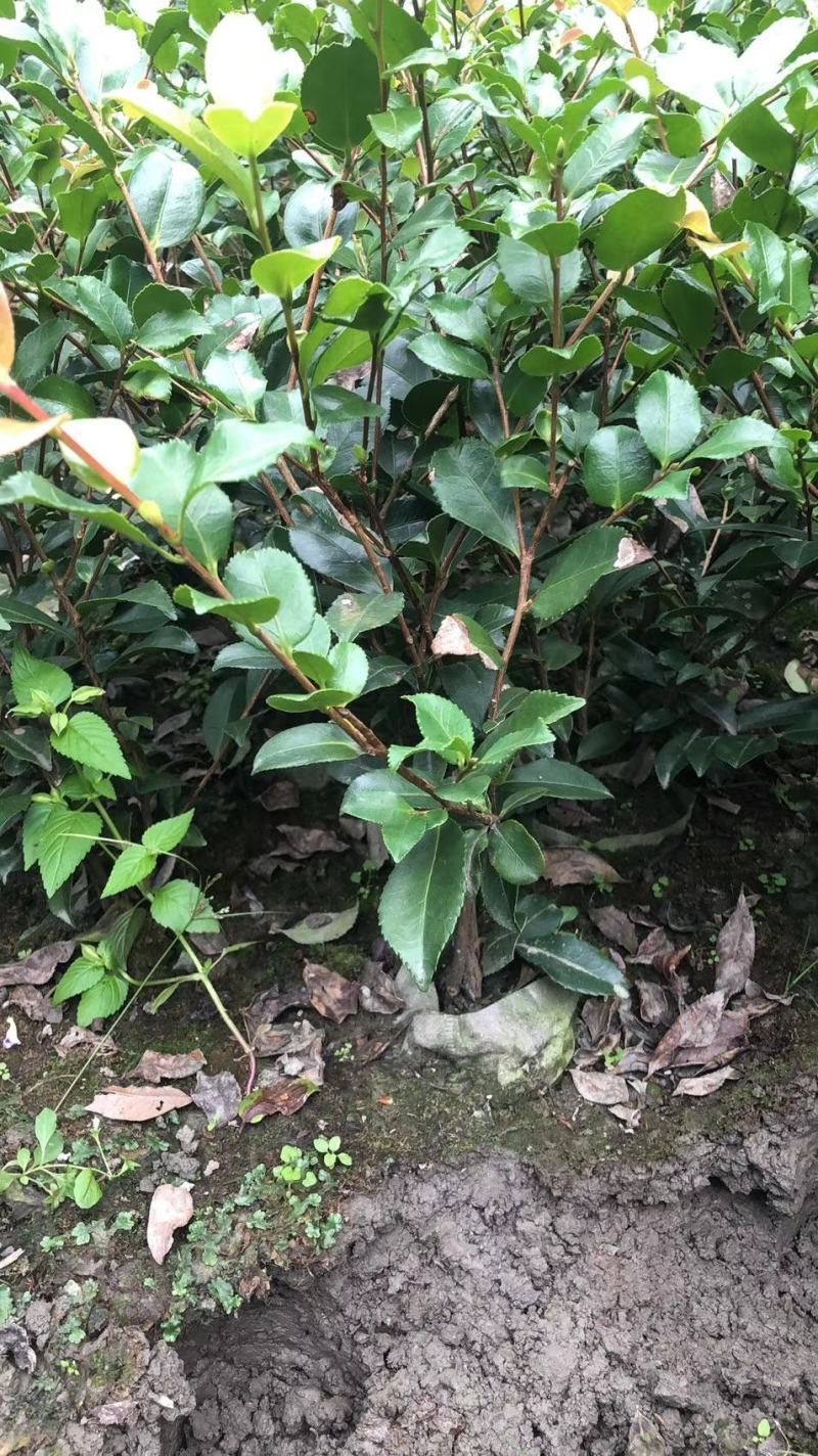 苗圃直销各规格精品茶梅，量大从优，欢迎选购