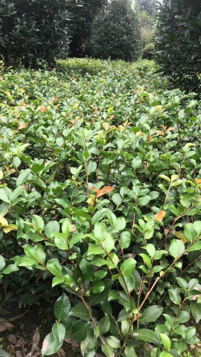 苗圃直销各规格精品茶梅，量大从优，欢迎选购