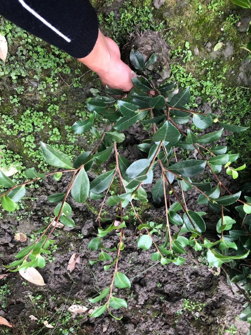 苗圃直销各规格精品茶梅，量大从优，欢迎选购
