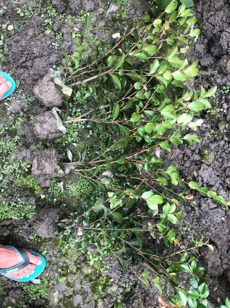 苗圃直销各规格精品茶梅，量大从优，欢迎选购