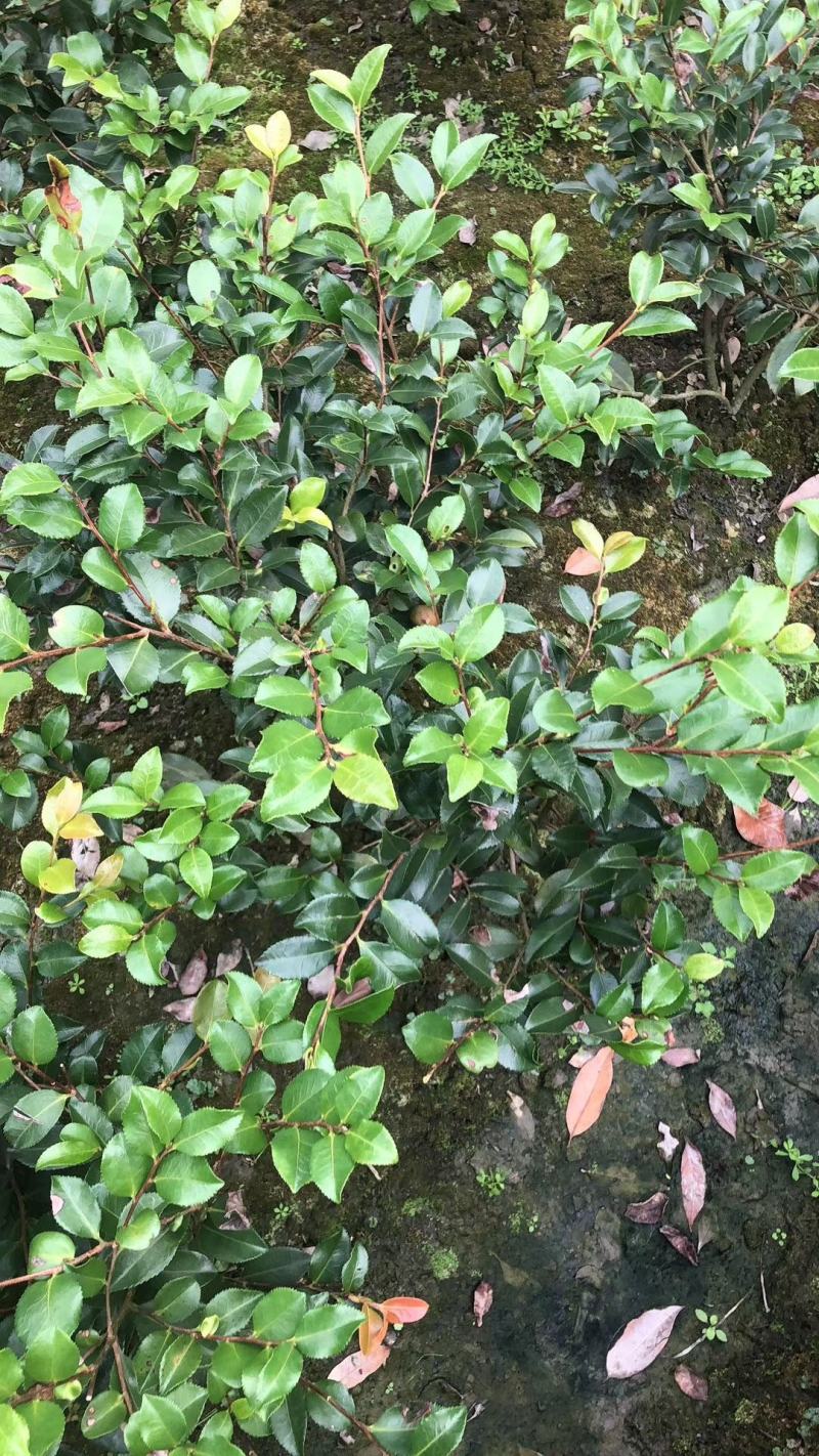 苗圃直销各规格精品茶梅，量大从优，欢迎选购