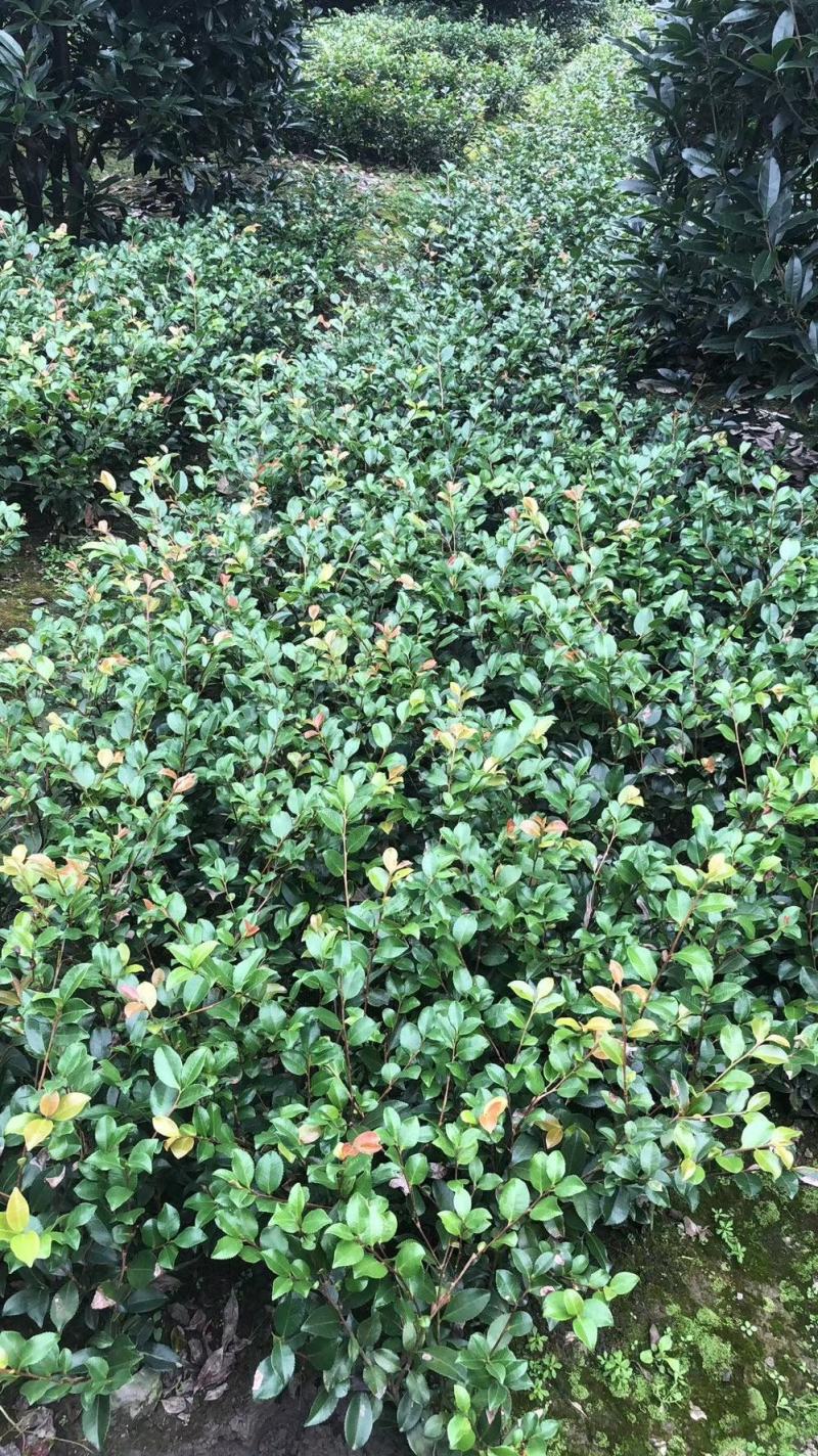 苗圃直销各规格精品茶梅，量大从优，欢迎选购