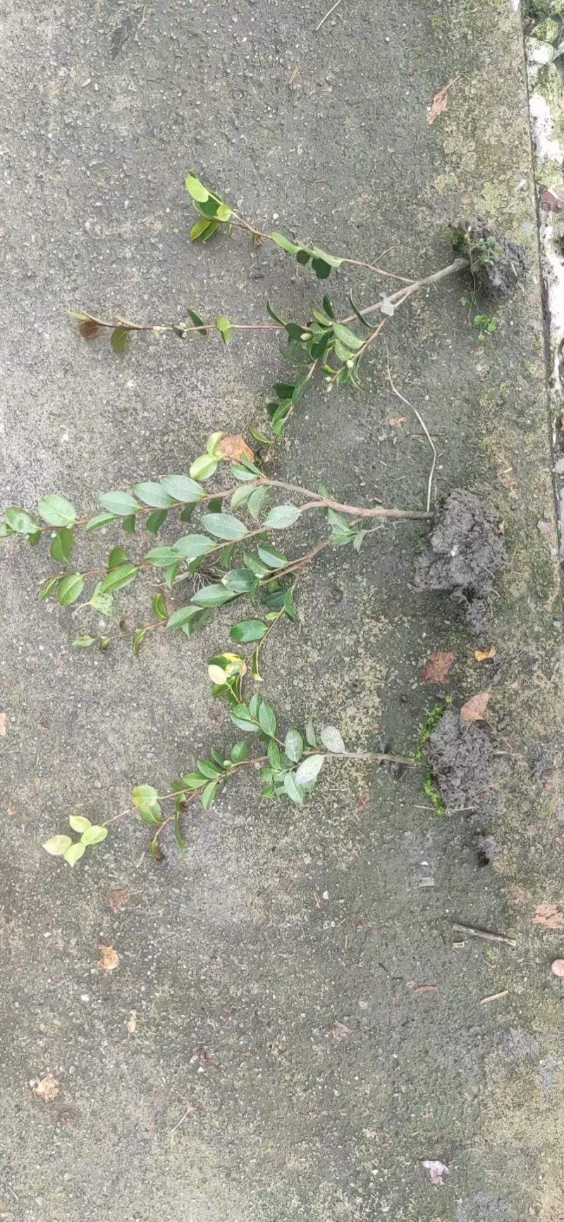 苗圃直销各规格精品茶梅，量大从优，欢迎选购