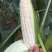 玉米，白糯玉米，鲜玉米，糯玉米，老嫩合适，满尖无虫，甜糯