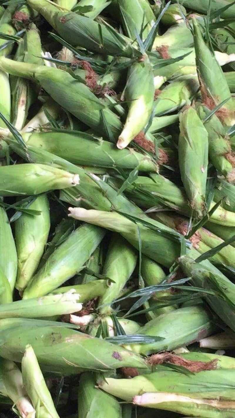 玉米，白糯玉米，鲜玉米，糯玉米，老嫩合适，满尖无虫，甜糯