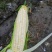 玉米，白糯玉米，鲜玉米，糯玉米，老嫩合适，满尖无虫，甜糯