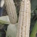 玉米，白糯玉米，鲜玉米，糯玉米，老嫩合适，满尖无虫，甜糯