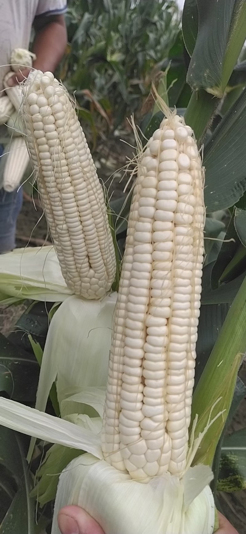 玉米，白糯玉米，鲜玉米，糯玉米，老嫩合适，满尖无虫，甜糯