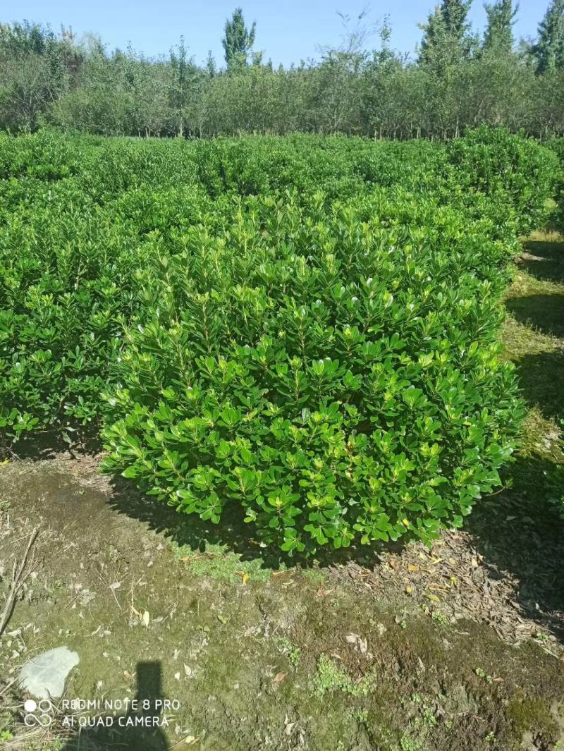 基地直销各规格精品海桐球，量大从优，欢迎选购