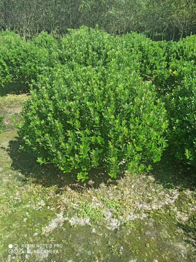基地直销各规格精品海桐球，量大从优，欢迎选购