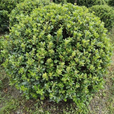 基地直销各规格精品海桐球，量大从优，欢迎选购