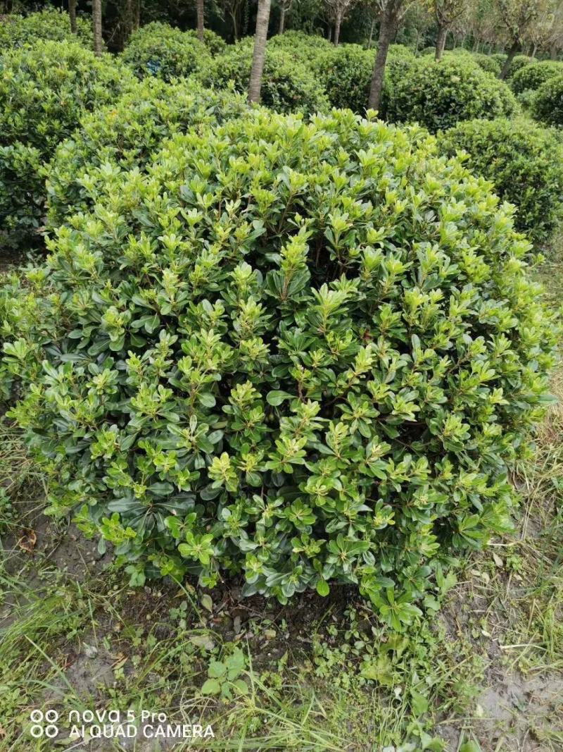基地直销各规格精品海桐球，量大从优，欢迎选购