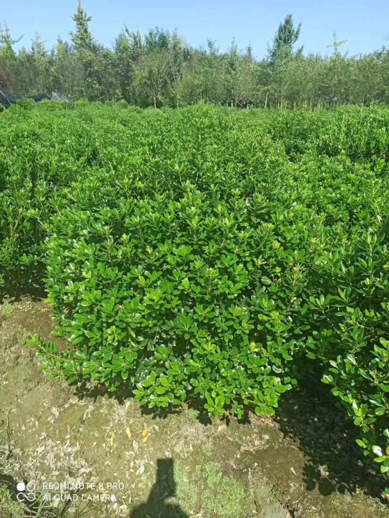基地直销各规格精品海桐球，量大从优，欢迎选购