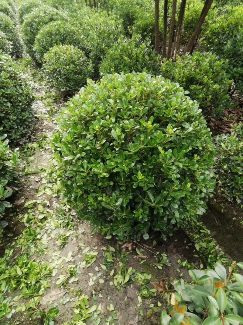 基地直销各规格精品海桐球，量大从优，欢迎选购