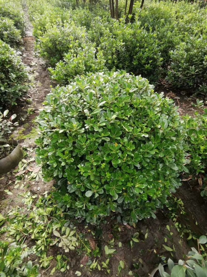 基地直销各规格精品海桐球，量大从优，欢迎选购