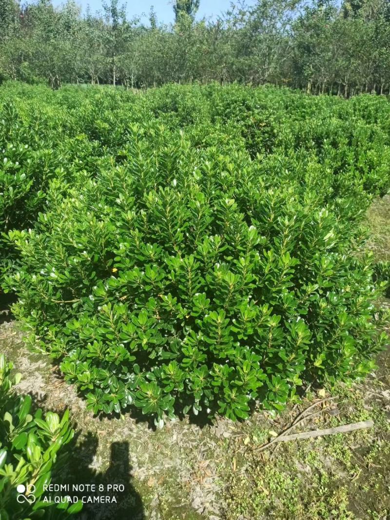 基地直销各规格精品海桐球，量大从优，欢迎选购