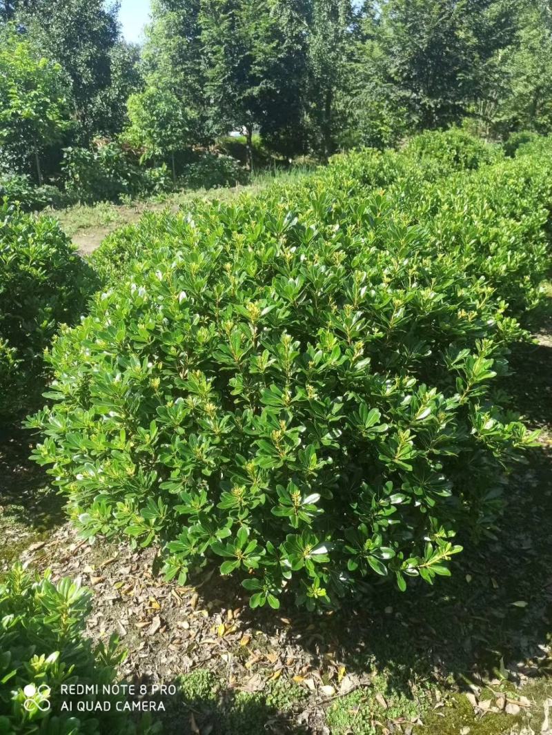 基地直销各规格精品海桐球，量大从优，欢迎选购