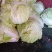 陆地白菜小棵大白菜净菜大量上市