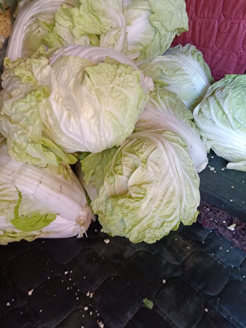陆地白菜小棵大白菜净菜大量上市